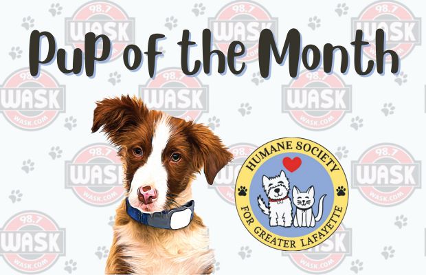 98.7 WASK Pup of the Month 98.7 WASK Pup of the Month